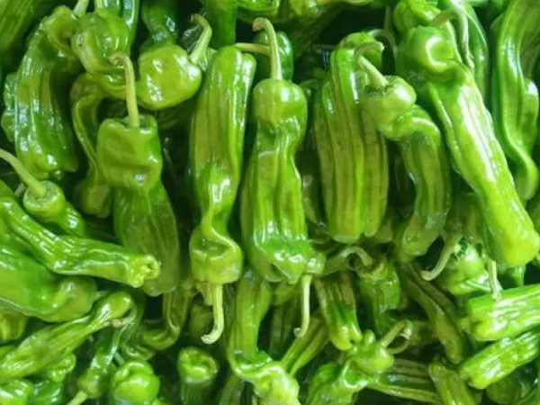 虎皮椒