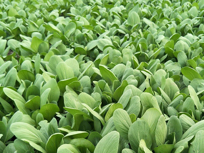 蔬菜种植场