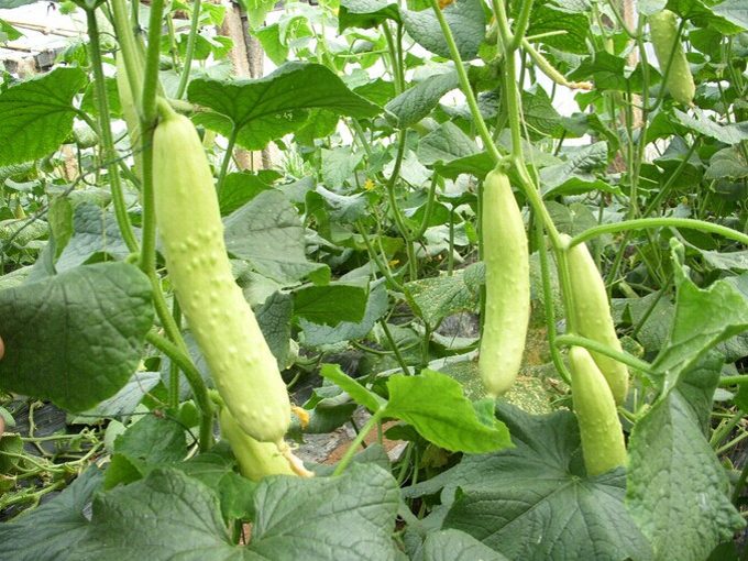 蔬菜种植场