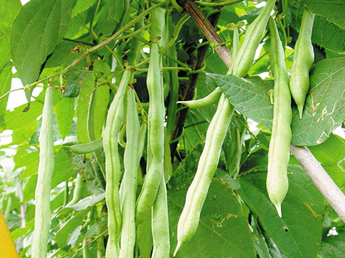 蔬菜种植场